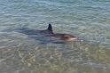 059 Shark Bay, monkey mia, dolfijn